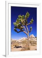 Joshua tree and boulders, Joshua Tree National Park, California, USA-Russ Bishop-Framed Premium Photographic Print