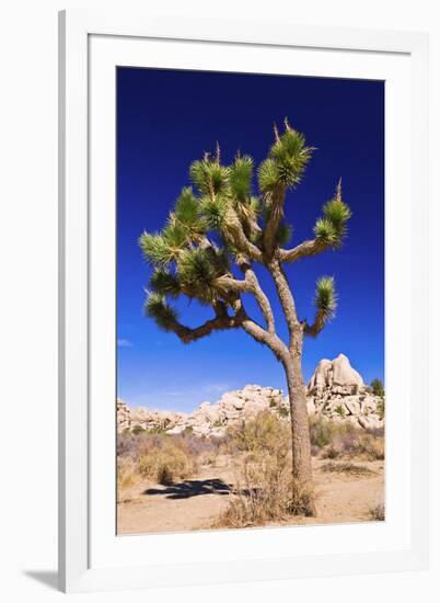 Joshua tree and boulders, Joshua Tree National Park, California, USA-Russ Bishop-Framed Premium Photographic Print