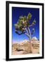 Joshua tree and boulders, Joshua Tree National Park, California, USA-Russ Bishop-Framed Premium Photographic Print