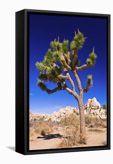 Joshua tree and boulders, Joshua Tree National Park, California, USA-Russ Bishop-Framed Stretched Canvas