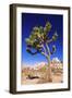 Joshua tree and boulders, Joshua Tree National Park, California, USA-Russ Bishop-Framed Photographic Print