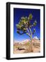 Joshua tree and boulders, Joshua Tree National Park, California, USA-Russ Bishop-Framed Photographic Print