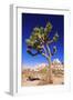 Joshua tree and boulders, Joshua Tree National Park, California, USA-Russ Bishop-Framed Photographic Print