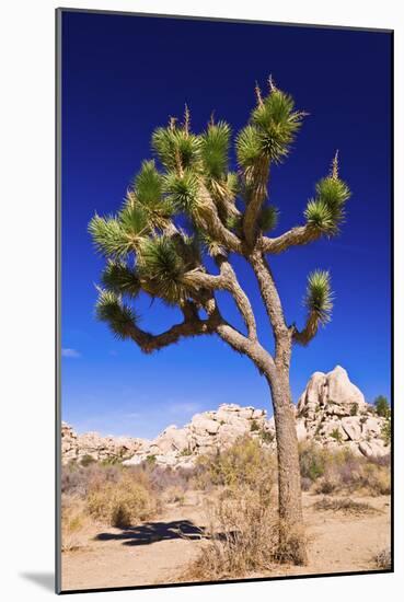 Joshua tree and boulders, Joshua Tree National Park, California, USA-Russ Bishop-Mounted Photographic Print