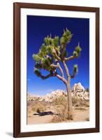 Joshua tree and boulders, Joshua Tree National Park, California, USA-Russ Bishop-Framed Photographic Print