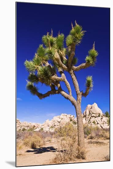 Joshua tree and boulders, Joshua Tree National Park, California, USA-Russ Bishop-Mounted Photographic Print