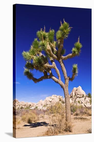 Joshua tree and boulders, Joshua Tree National Park, California, USA-Russ Bishop-Stretched Canvas