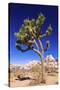 Joshua tree and boulders, Joshua Tree National Park, California, USA-Russ Bishop-Stretched Canvas