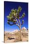 Joshua tree and boulders, Joshua Tree National Park, California, USA-Russ Bishop-Stretched Canvas