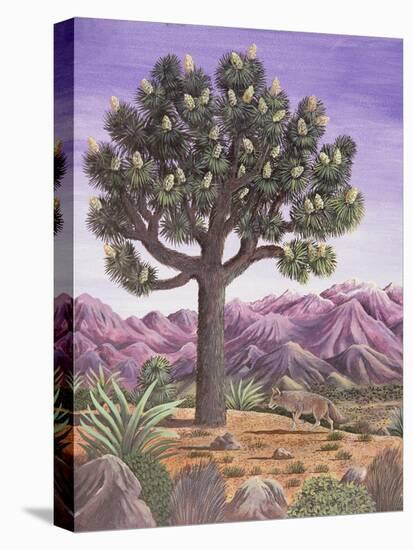 Joshua Tree and Coyote, 1983-Liz Wright-Stretched Canvas