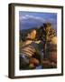 Joshua Tree and Granite, Joshua Tree National Park, California, USA-Charles Gurche-Framed Photographic Print