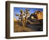 Joshua Tree and Granite, Joshua Tree National Park, California, USA-Charles Gurche-Framed Photographic Print