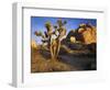 Joshua Tree and Granite, Joshua Tree National Park, California, USA-Charles Gurche-Framed Photographic Print