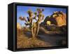 Joshua Tree and Granite, Joshua Tree National Park, California, USA-Charles Gurche-Framed Stretched Canvas