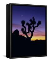 Joshua Tree and Moon, Joshua Tree National Park, California, USA-Jerry Ginsberg-Framed Stretched Canvas