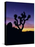 Joshua Tree and Moon, Joshua Tree National Park, California, USA-Jerry Ginsberg-Stretched Canvas