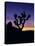 Joshua Tree and Moon, Joshua Tree National Park, California, USA-Jerry Ginsberg-Stretched Canvas