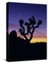 Joshua Tree and Moon, Joshua Tree National Park, California, USA-Jerry Ginsberg-Stretched Canvas