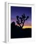 Joshua Tree and Moon, Joshua Tree National Park, California, USA-Jerry Ginsberg-Framed Photographic Print