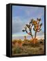 Joshua Tree at Sunrise, Joshua Tree National Park, California, Usa-Jamie & Judy Wild-Framed Stretched Canvas