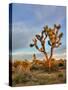 Joshua Tree at Sunrise, Joshua Tree National Park, California, Usa-Jamie & Judy Wild-Stretched Canvas