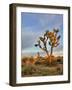 Joshua Tree at Sunrise, Joshua Tree National Park, California, Usa-Jamie & Judy Wild-Framed Photographic Print