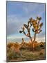 Joshua Tree at Sunrise, Joshua Tree National Park, California, Usa-Jamie & Judy Wild-Mounted Photographic Print