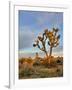 Joshua Tree at Sunrise, Joshua Tree National Park, California, Usa-Jamie & Judy Wild-Framed Photographic Print