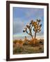 Joshua Tree at Sunrise, Joshua Tree National Park, California, Usa-Jamie & Judy Wild-Framed Photographic Print