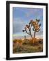 Joshua Tree at Sunrise, Joshua Tree National Park, California, Usa-Jamie & Judy Wild-Framed Photographic Print