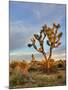 Joshua Tree at Sunrise, Joshua Tree National Park, California, Usa-Jamie & Judy Wild-Mounted Photographic Print