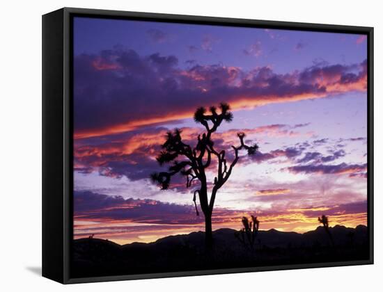 Joshua Tree at Sunset, California, USA-Gavriel Jecan-Framed Stretched Canvas