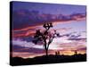Joshua Tree at Sunset, California, USA-Gavriel Jecan-Stretched Canvas
