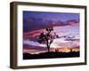 Joshua Tree at Sunset, California, USA-Gavriel Jecan-Framed Photographic Print