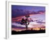 Joshua Tree at Sunset, California, USA-Gavriel Jecan-Framed Photographic Print