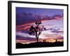 Joshua Tree at Sunset, California, USA-Gavriel Jecan-Framed Photographic Print