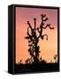 Joshua Tree at Sunset in Joshua Tree National Park, California, USA-Steve Kazlowski-Framed Stretched Canvas