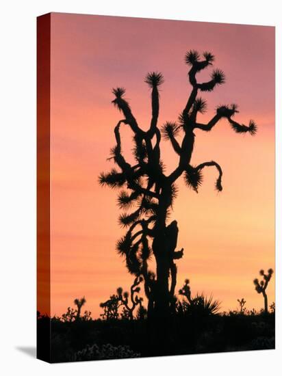 Joshua Tree at Sunset in Joshua Tree National Park, California, USA-Steve Kazlowski-Stretched Canvas