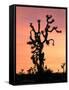 Joshua Tree at Sunset in Joshua Tree National Park, California, USA-Steve Kazlowski-Framed Stretched Canvas