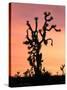 Joshua Tree at Sunset in Joshua Tree National Park, California, USA-Steve Kazlowski-Stretched Canvas