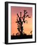 Joshua Tree at Sunset in Joshua Tree National Park, California, USA-Steve Kazlowski-Framed Photographic Print