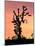 Joshua Tree at Sunset in Joshua Tree National Park, California, USA-Steve Kazlowski-Mounted Photographic Print