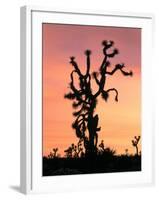 Joshua Tree at Sunset in Joshua Tree National Park, California, USA-Steve Kazlowski-Framed Photographic Print