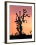 Joshua Tree at Sunset in Joshua Tree National Park, California, USA-Steve Kazlowski-Framed Photographic Print