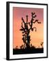 Joshua Tree at Sunset in Joshua Tree National Park, California, USA-Steve Kazlowski-Framed Photographic Print