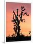 Joshua Tree at Sunset in Joshua Tree National Park, California, USA-Steve Kazlowski-Framed Photographic Print