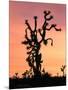 Joshua Tree at Sunset in Joshua Tree National Park, California, USA-Steve Kazlowski-Mounted Photographic Print