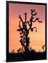 Joshua Tree at Sunset in Joshua Tree National Park, California, USA-Steve Kazlowski-Framed Photographic Print