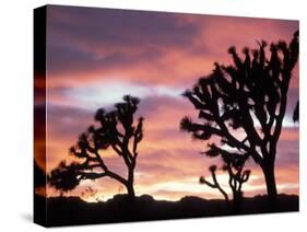 Joshua Tree at Sunset in Joshua Tree National Park, California, USA-Steve Kazlowski-Stretched Canvas