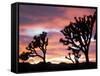 Joshua Tree at Sunset in Joshua Tree National Park, California, USA-Steve Kazlowski-Framed Stretched Canvas